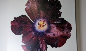 Peter Arnold Hibiscus Canvas