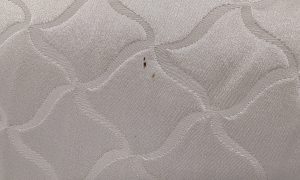 x3 Ogee Pattern Silk Cushions